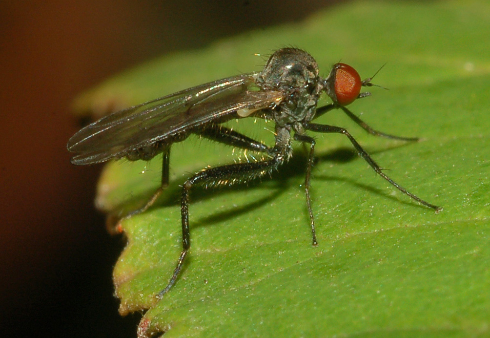 Hybos grossipes M (Hybotidae)