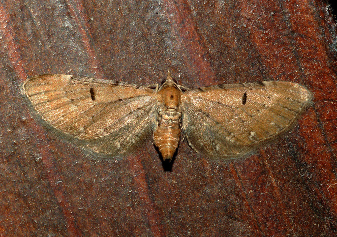 eupithecia? - Eupithecia absinthiata