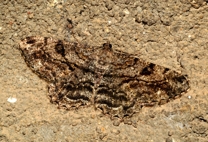 conferma: geometridae, gen. peribatodes? - S