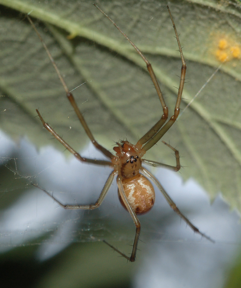 Linyphiidae