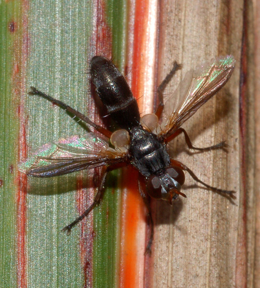 Cylindromyia rufipes (Tachinidae)