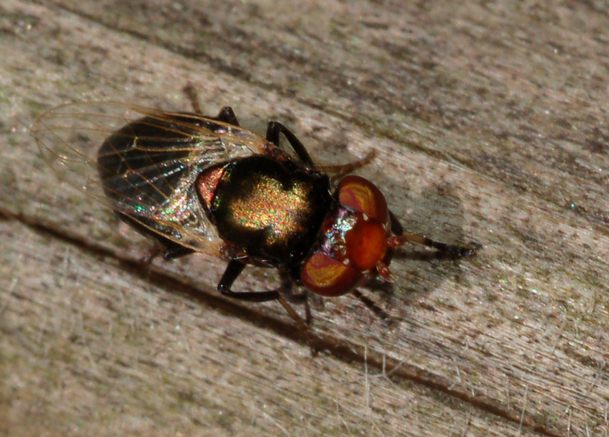 moschina dagli occhi colorati