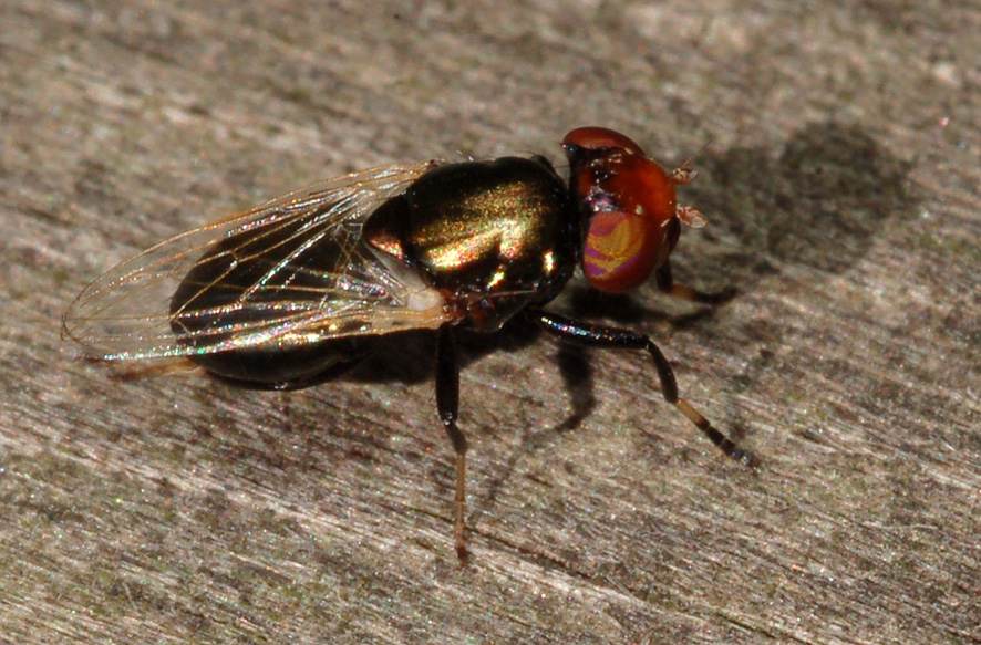 moschina dagli occhi colorati