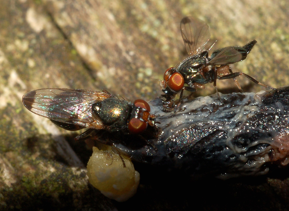 Ulididae cf, Ulidia sp.