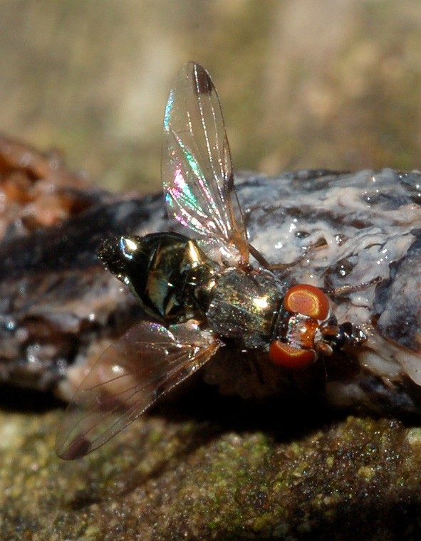 Ulididae cf, Ulidia sp.