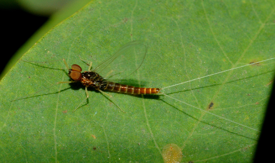 Baetis sp.
