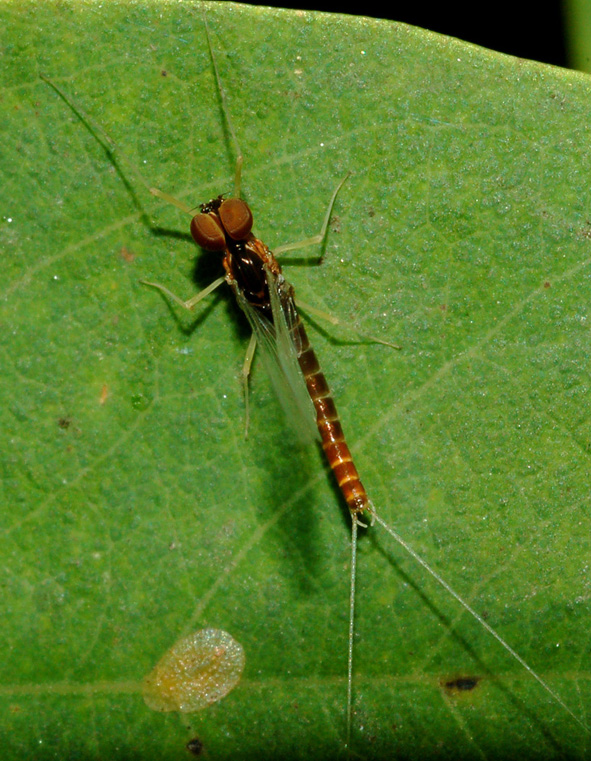 Baetis sp.