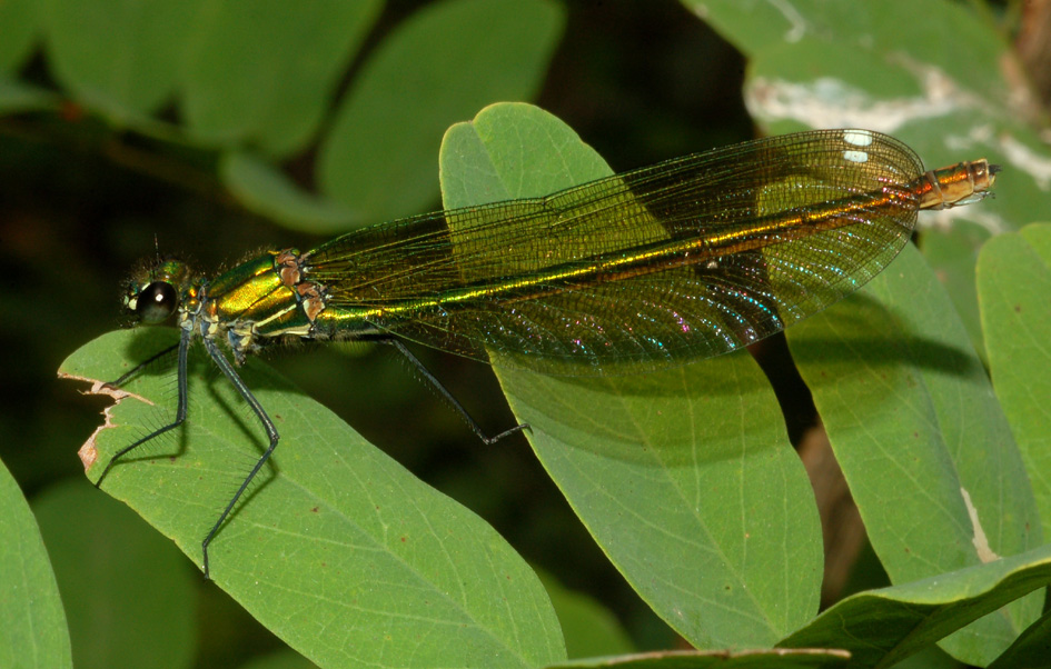 chiedo conferma - Calopteryx splendens e virgo (femmine)