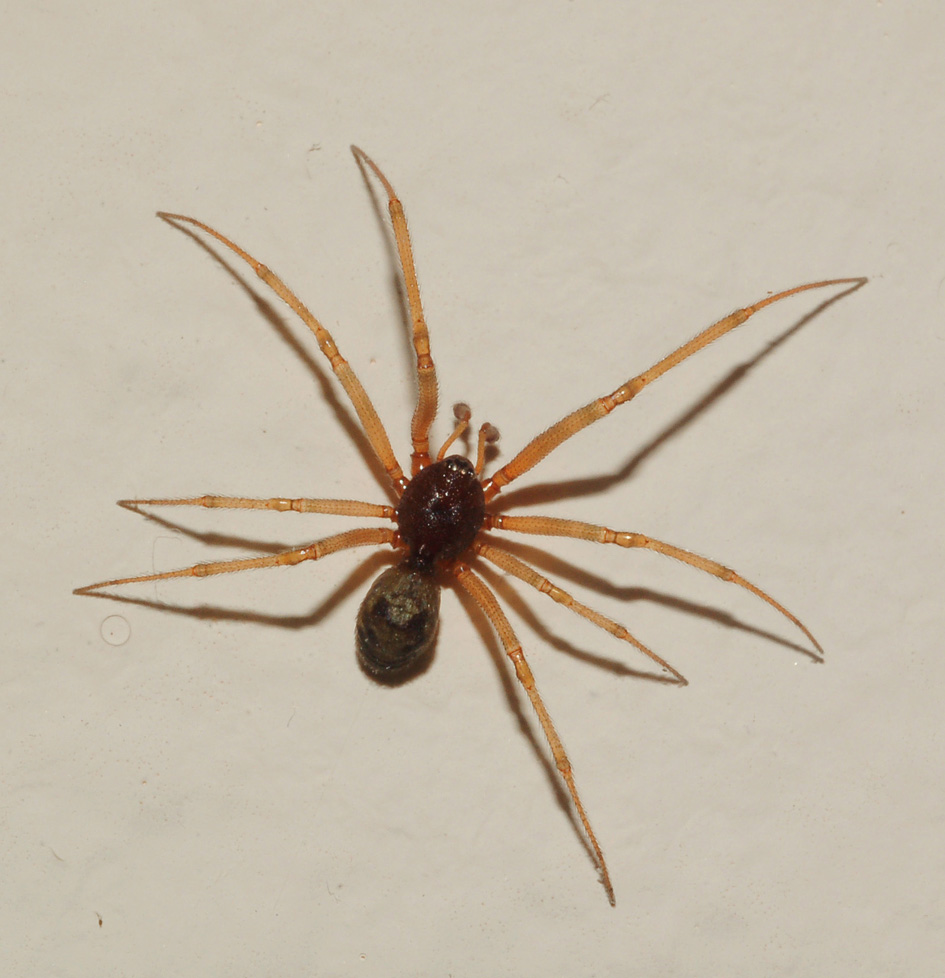Steatoda triangulosa