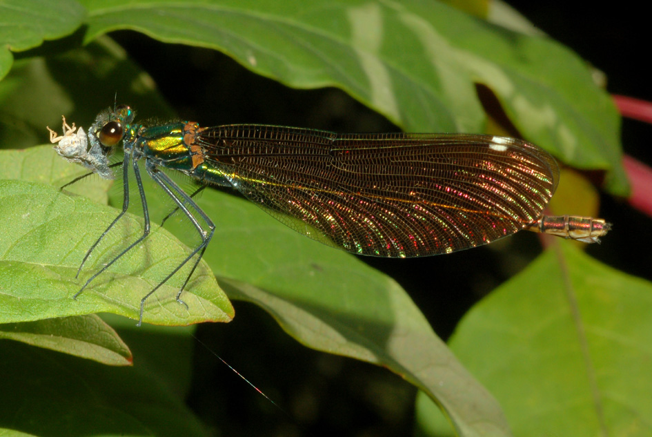 chiedo conferma - Calopteryx splendens e virgo (femmine)