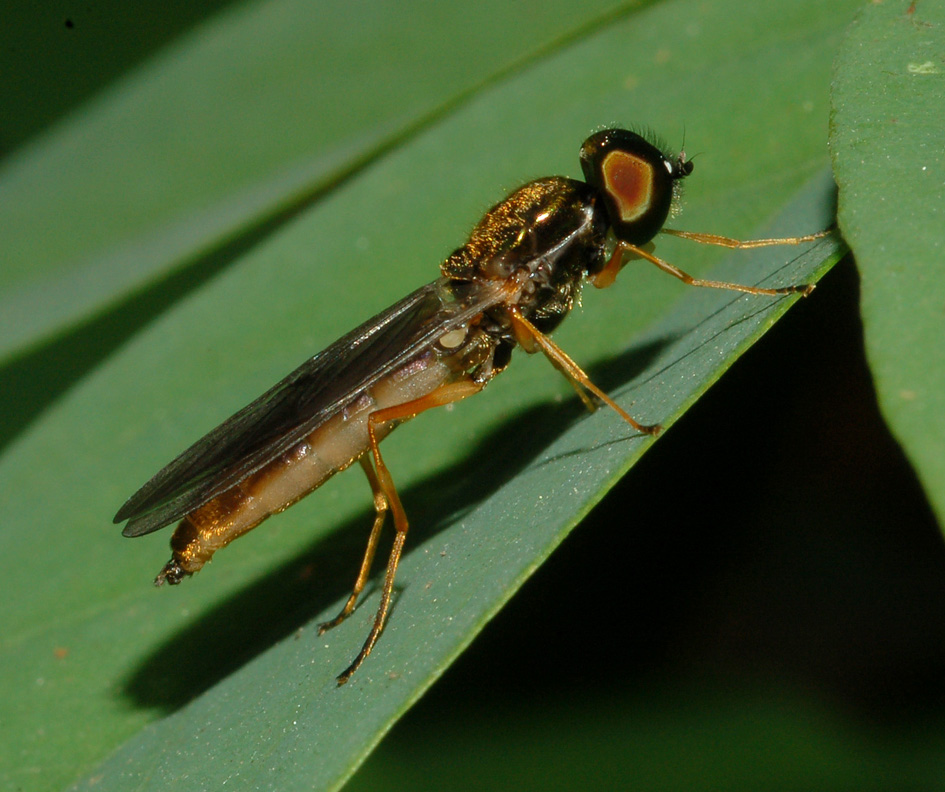 Sargus sp. M (Stratiomyidae)