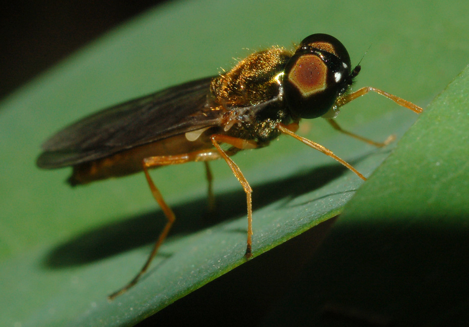 Sargus sp. M (Stratiomyidae)