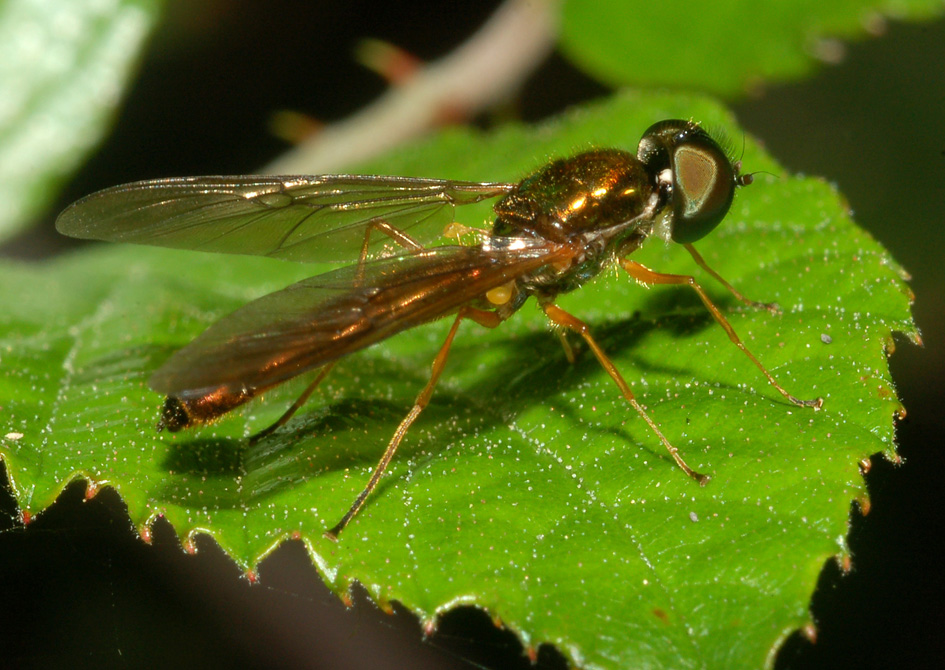 Sargus sp. M (Stratiomyidae)