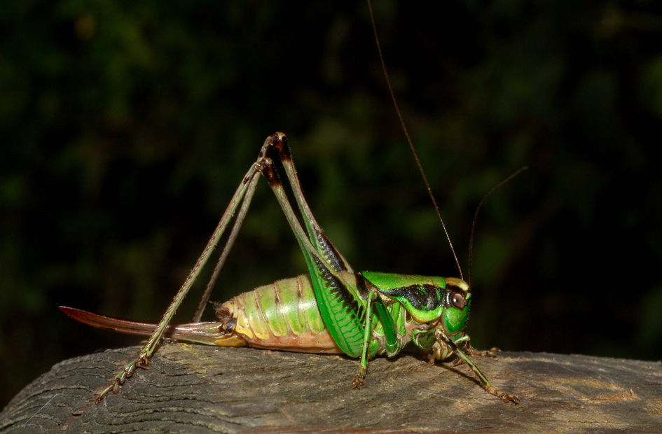 Eupholidoptera cf. chabrieri