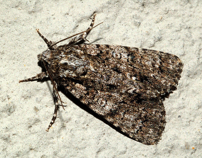 aiuto id : Acronicta (Viminia) rumicis