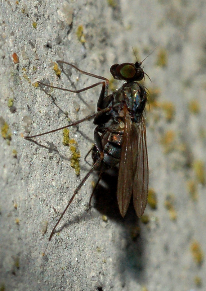 Dolichopodidae: medetera sp.