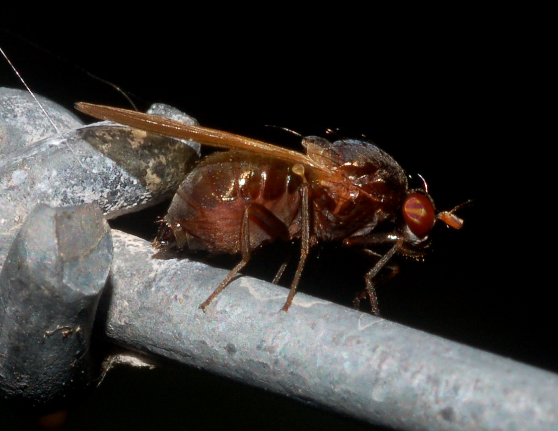 Calliopum sp. F ( Lauxaniidae)