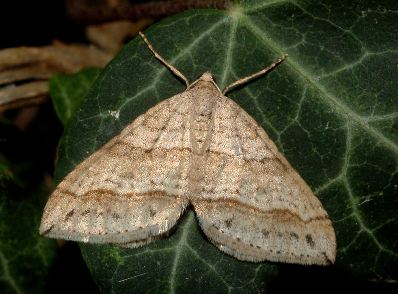 aiuto id - Mesotype parallelolineata