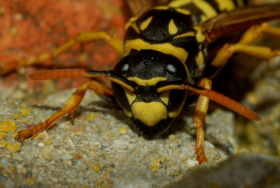 Polistes dominula F (Vespidae)