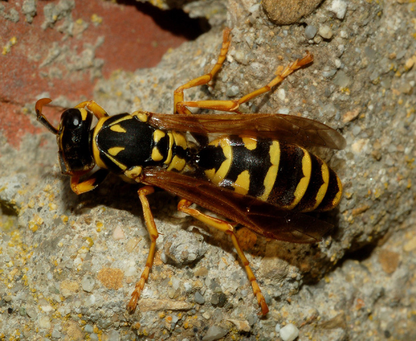 Polistes dominula F (Vespidae)