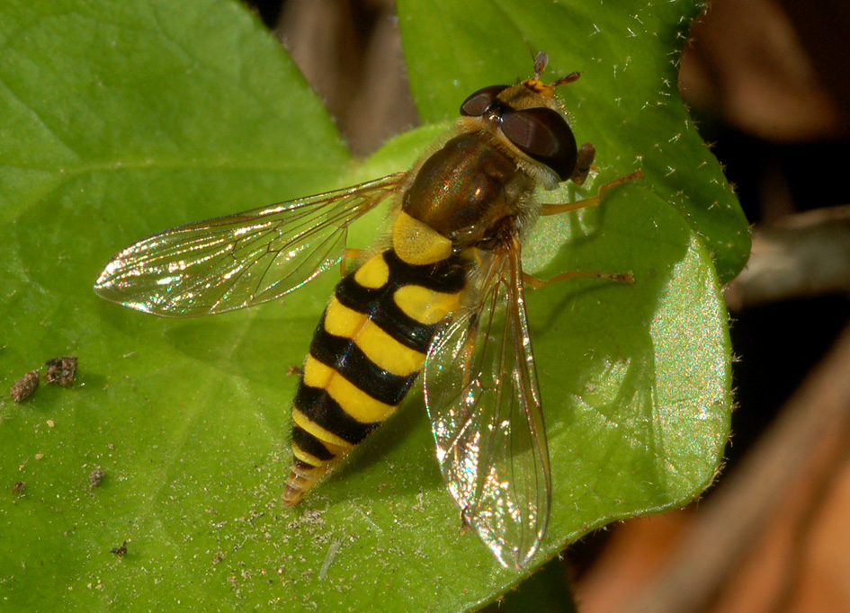 Syrphus cf. vitripennis F (Syrphidae)