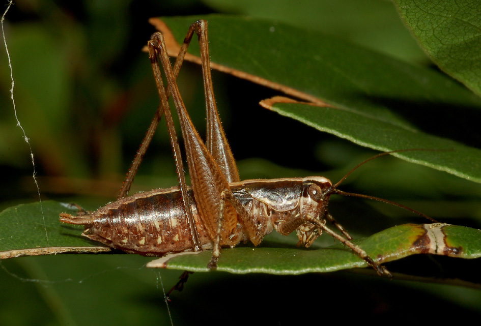Yersinella raimondii