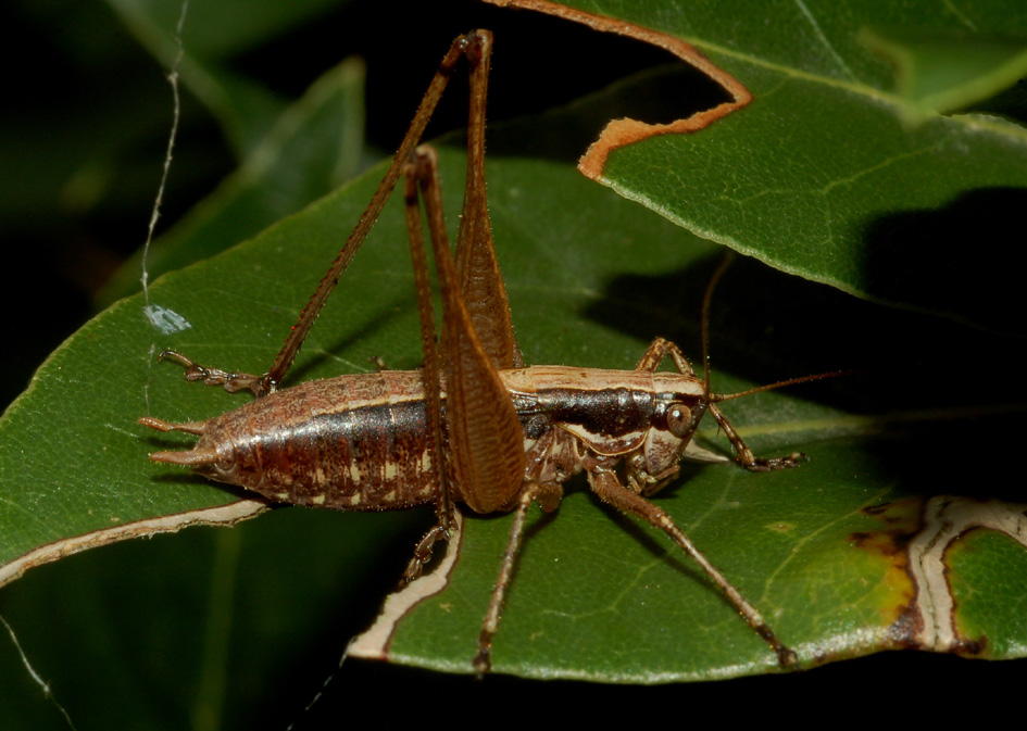 Yersinella raimondii