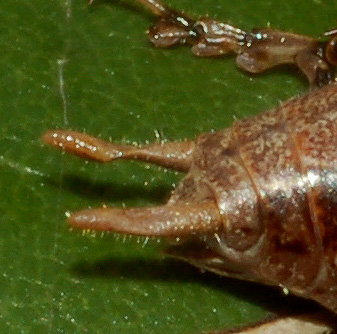 Yersinella raimondii