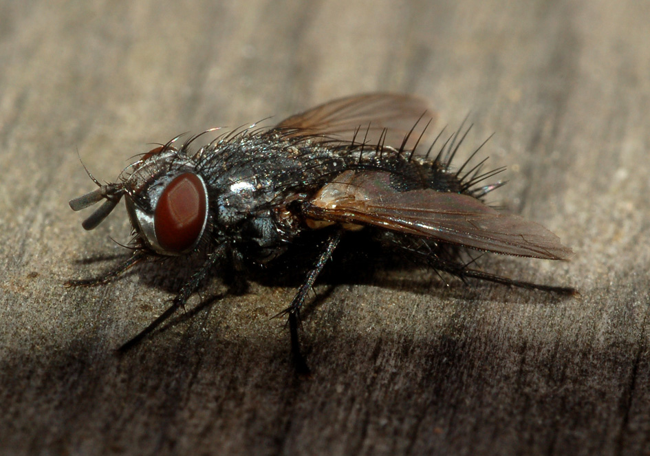 forse Calliphoridae?