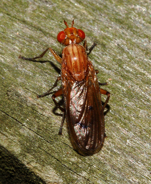 Tetanocera sp. (Sciomyzidae)