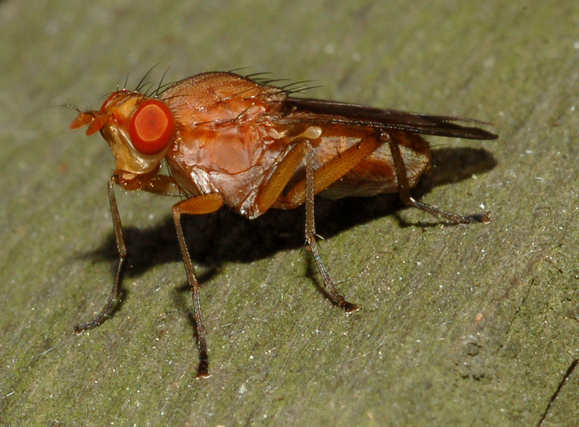 Tetanocera sp. (Sciomyzidae)