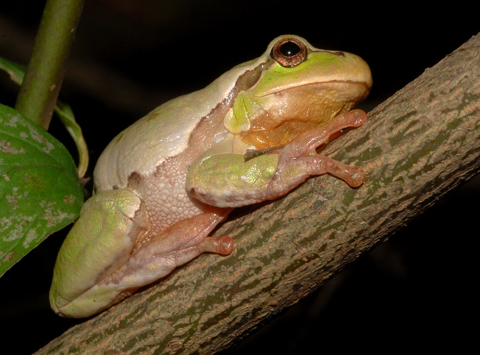 dubbio id - Hyla intermedia