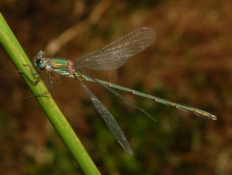 conferma id - Lestes viridis (maschio)