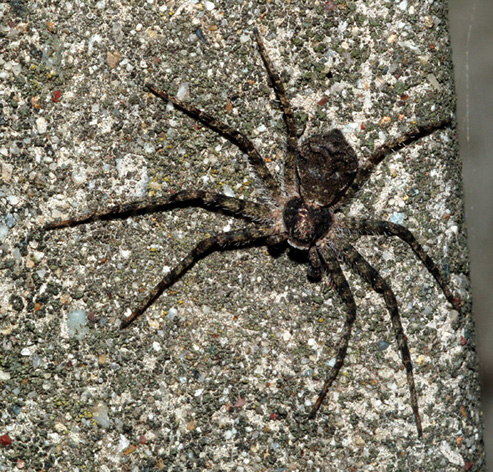 Philodromus sp.