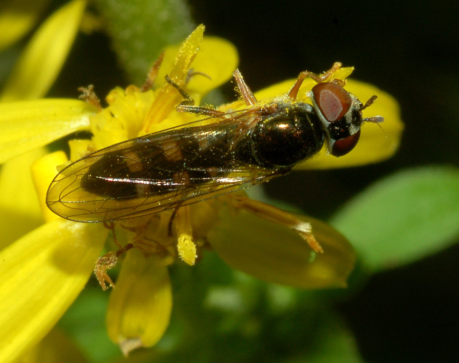 Platycheirus cf. scutatus F (Syrphidae)