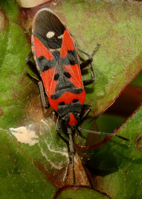 Lygaeidae: Lygaeus equestris di Reggello (FI)