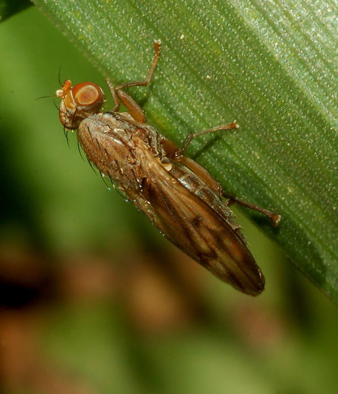 Opomyza cfr. florum (Opomyzidae)