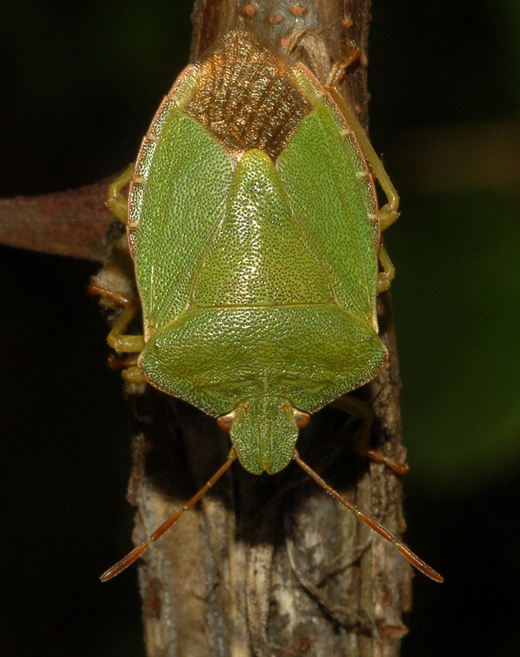 Pentatomidae: Palomena prasina dell''hinterland milanese