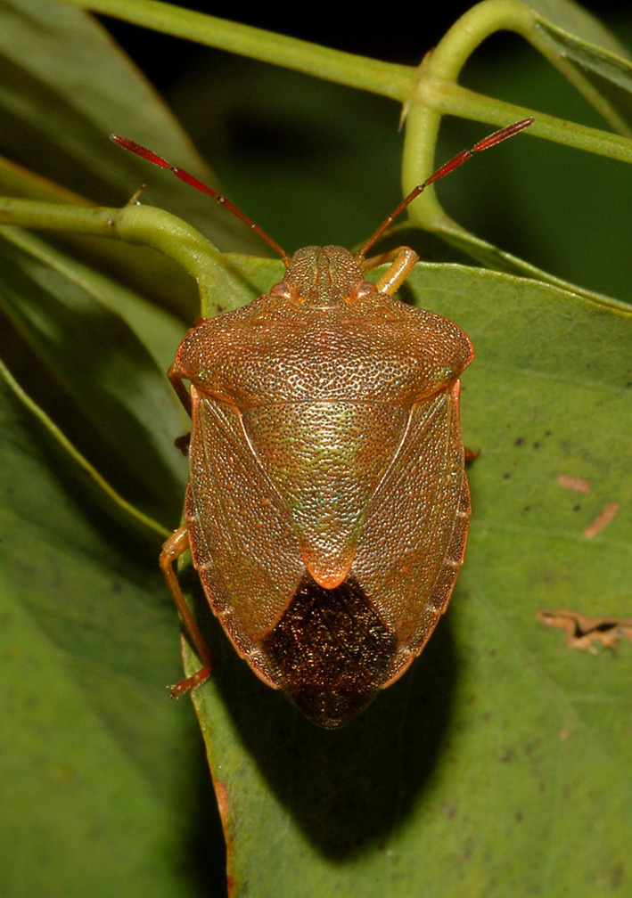 Pentatomidae: Palomena prasina dell''hinterland milanese