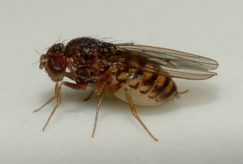 Drosophila del gruppo repleta (Drosophilidae).