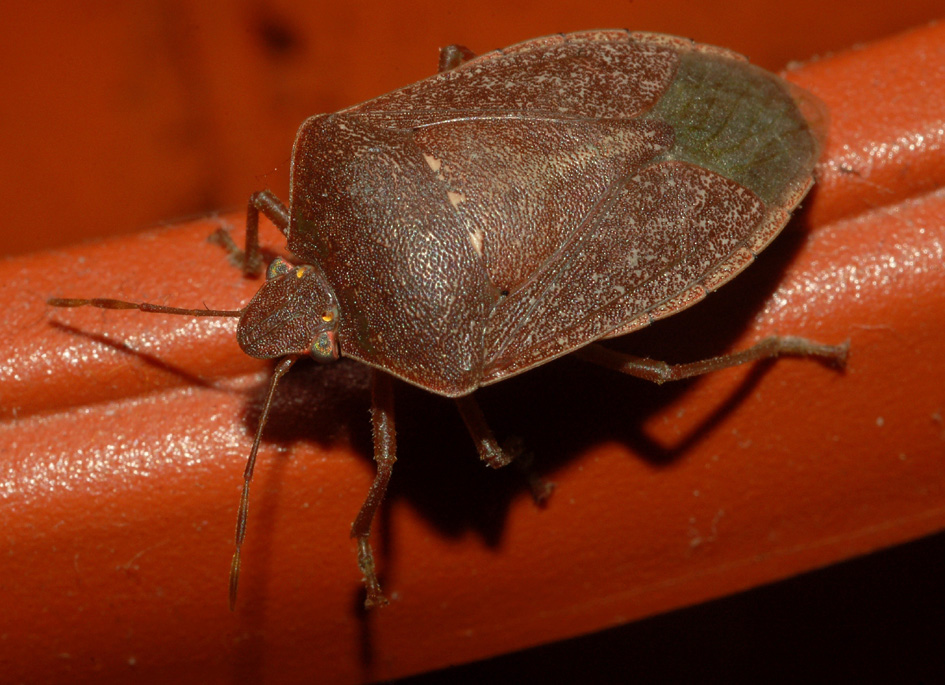 conferma per nezara viridula
