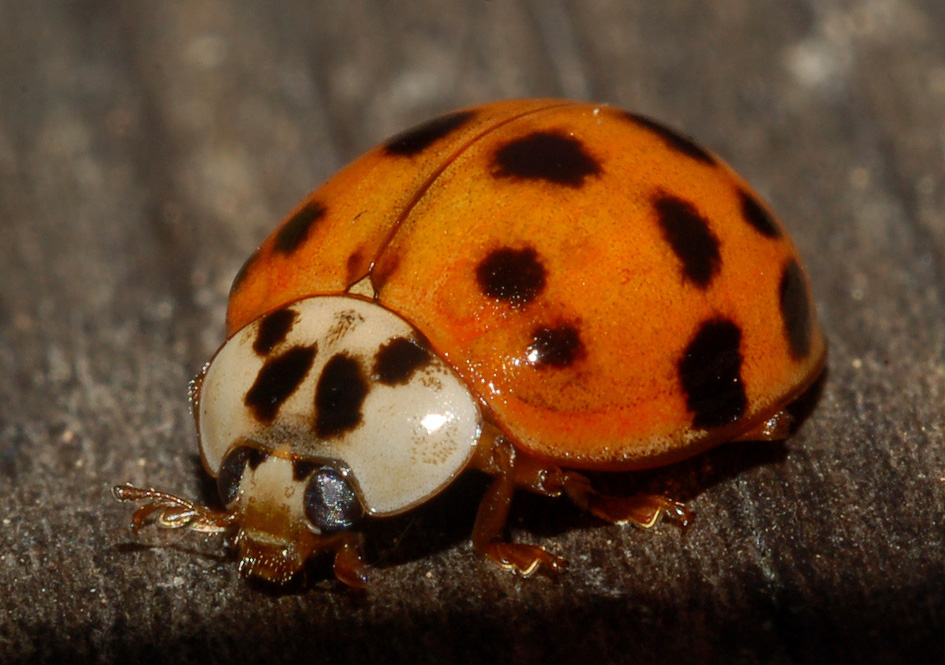 conferma per harmonia axyridis