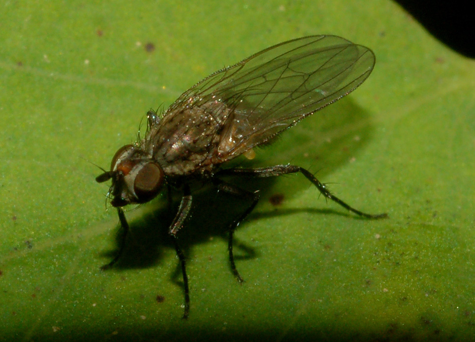 Anrhomyiidae