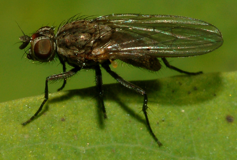 Anrhomyiidae
