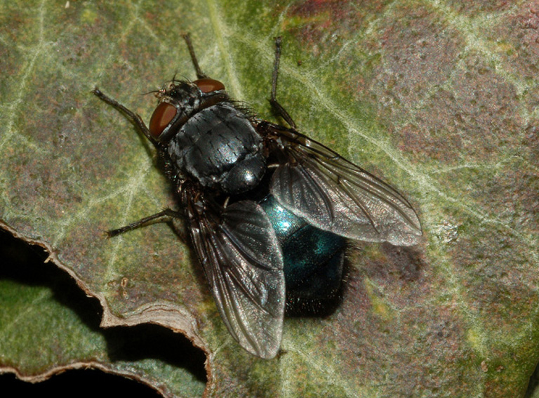 Calliphora cf. vomitoria F (Calliphoridae)