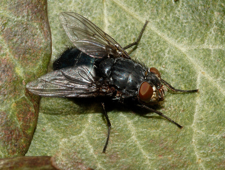 Calliphora cf. vomitoria F (Calliphoridae)