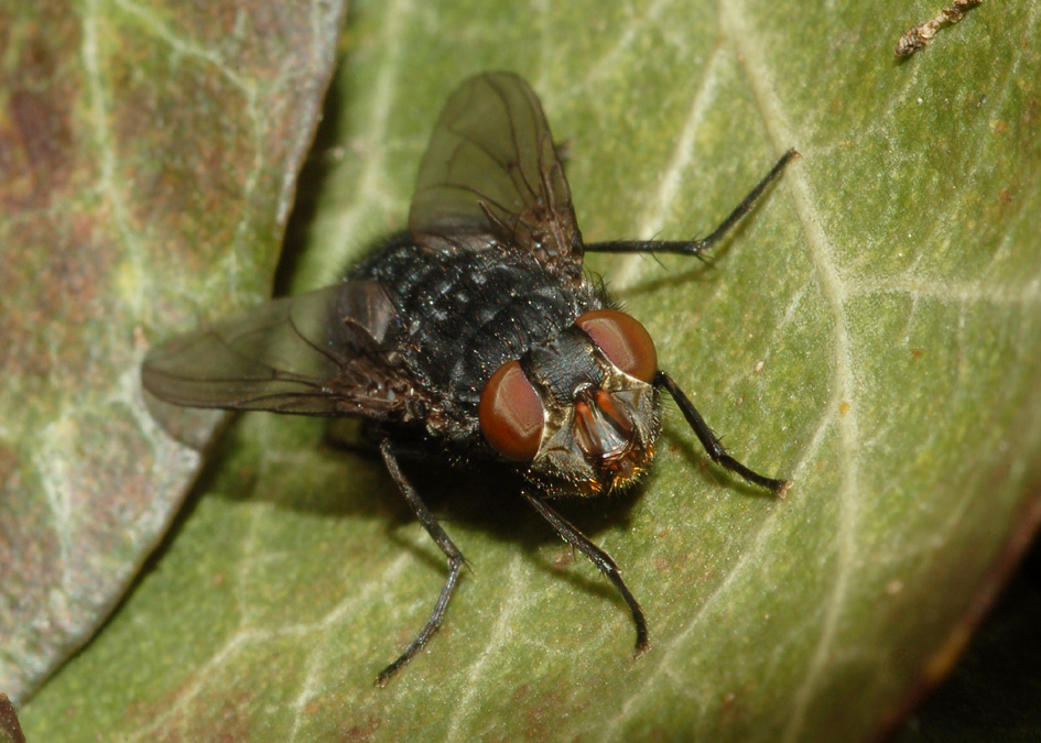 Calliphora cf. vomitoria F (Calliphoridae)