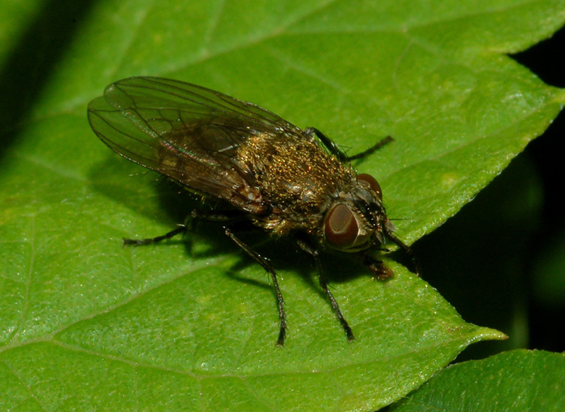 Pollenia rudis F (Calliphoridae).