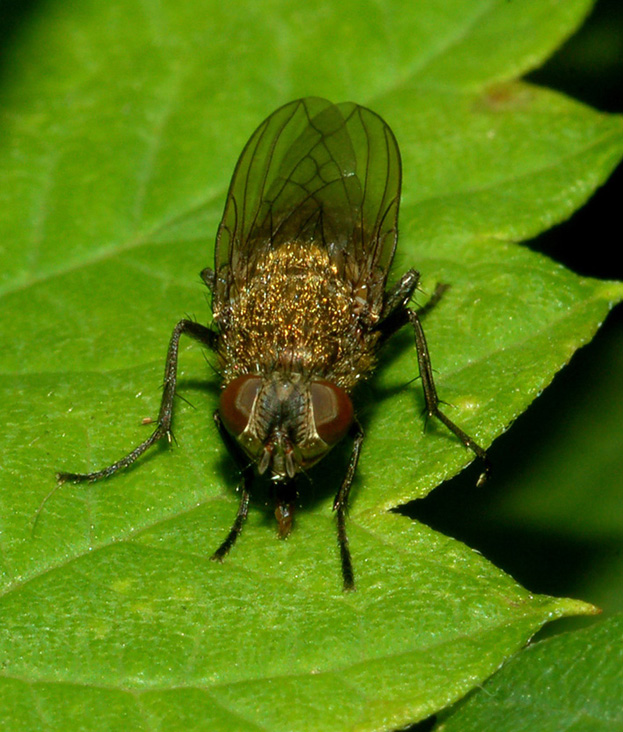 Pollenia rudis F (Calliphoridae).