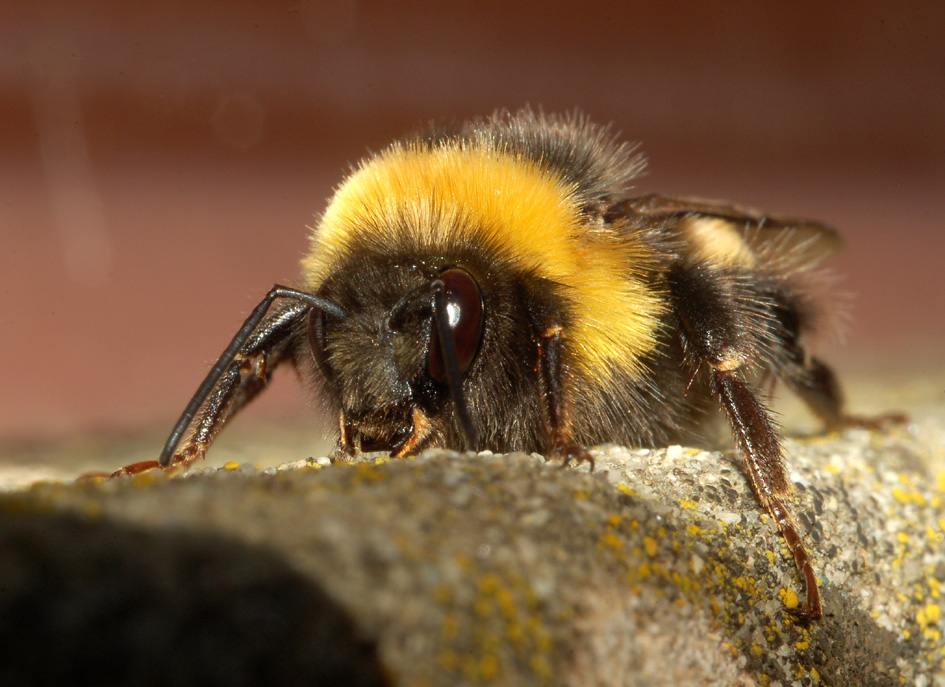 Bombus terrestris M (Apidae)